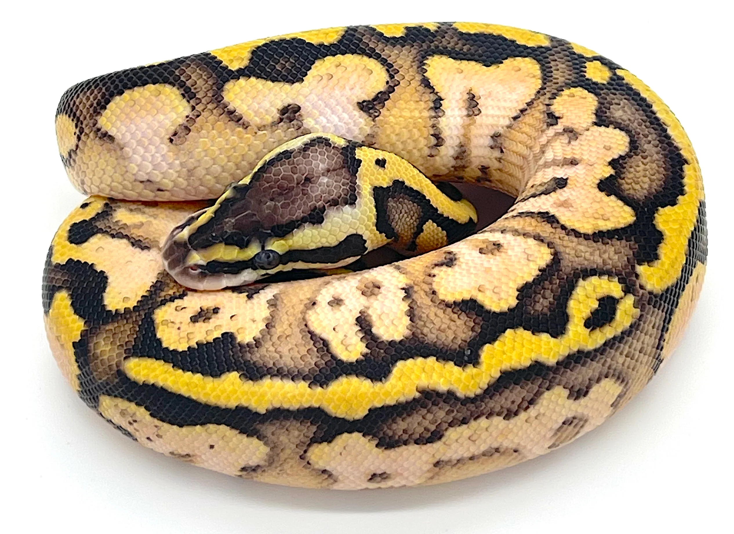 Pastel Calico Ball Python