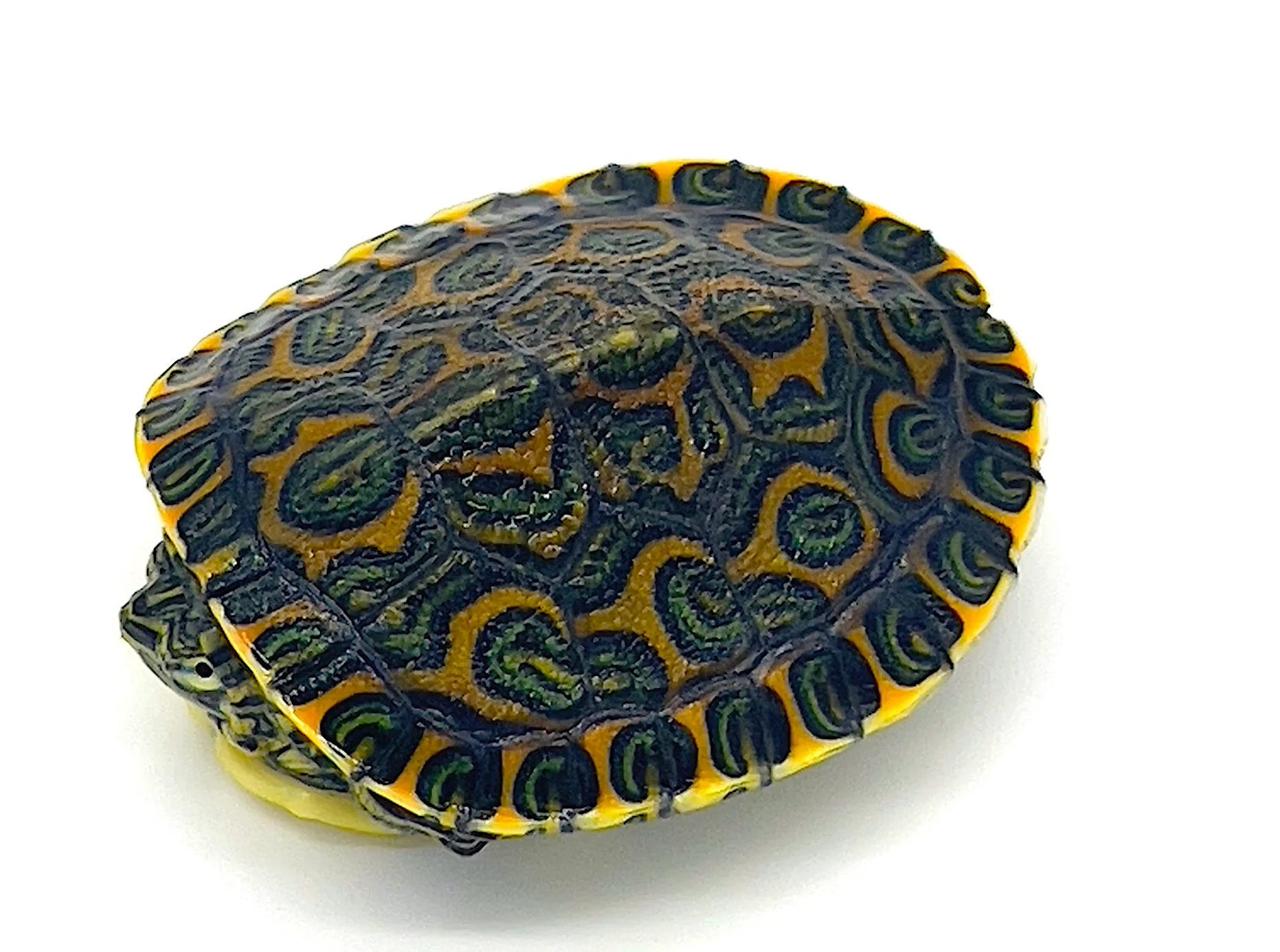 Peacock Slider