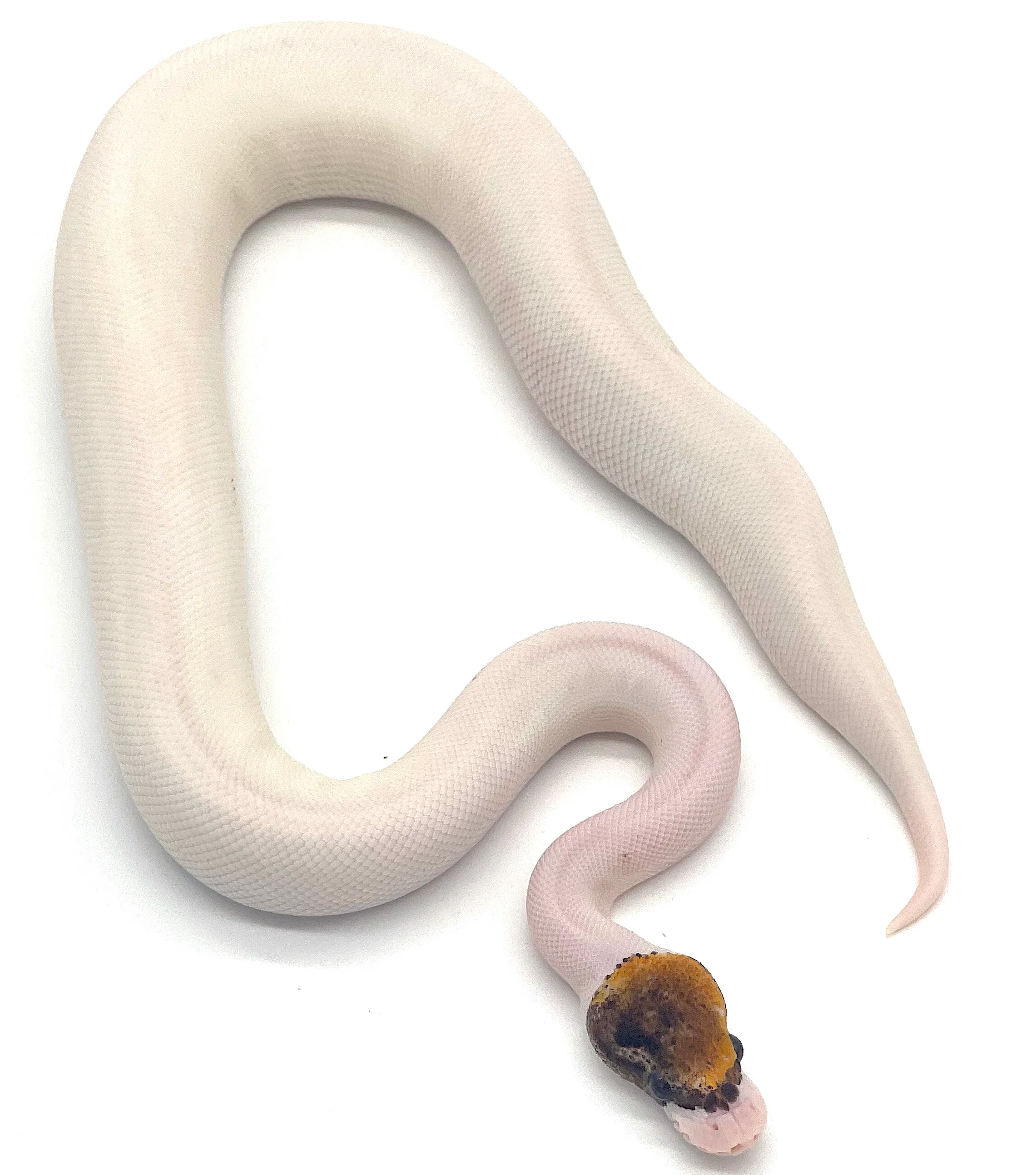 Pinto Pied Ball Python