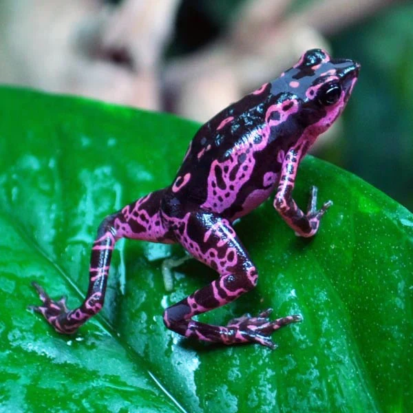 Purple Harlequin Toad (Atelopus barbotini)