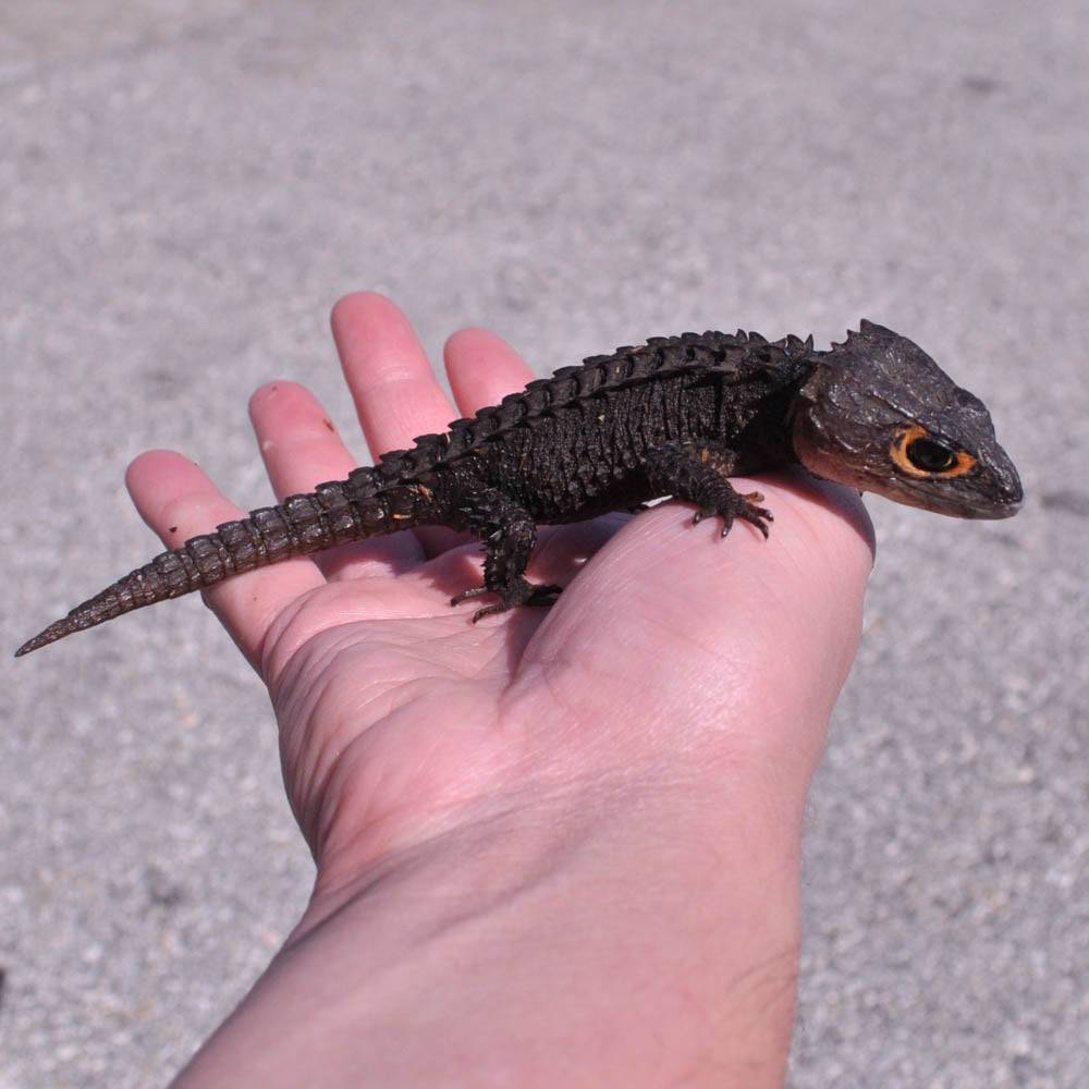Red Eye Crocodile Skink - Image 3
