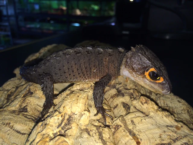 Red Eye Crocodile Skink - Image 4