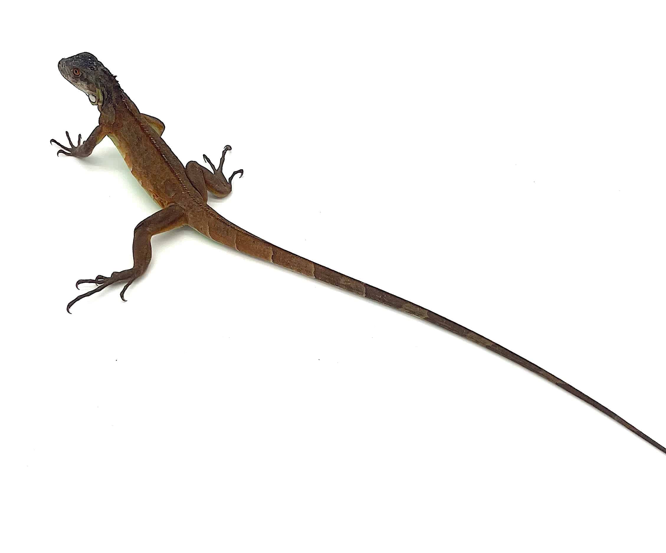 Red Iguana
