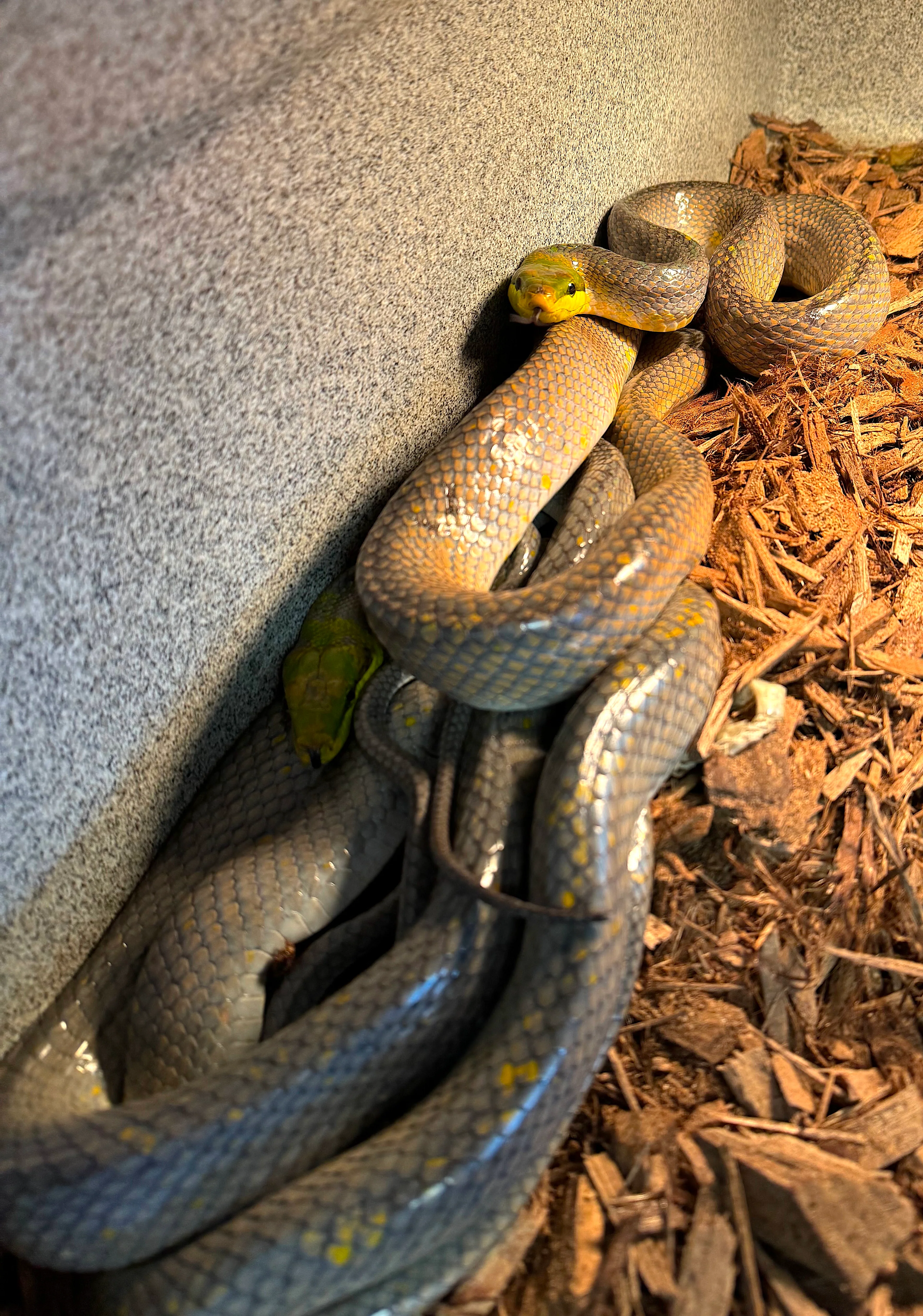 Red Tail Green Rat Snakes Adults - Image 3
