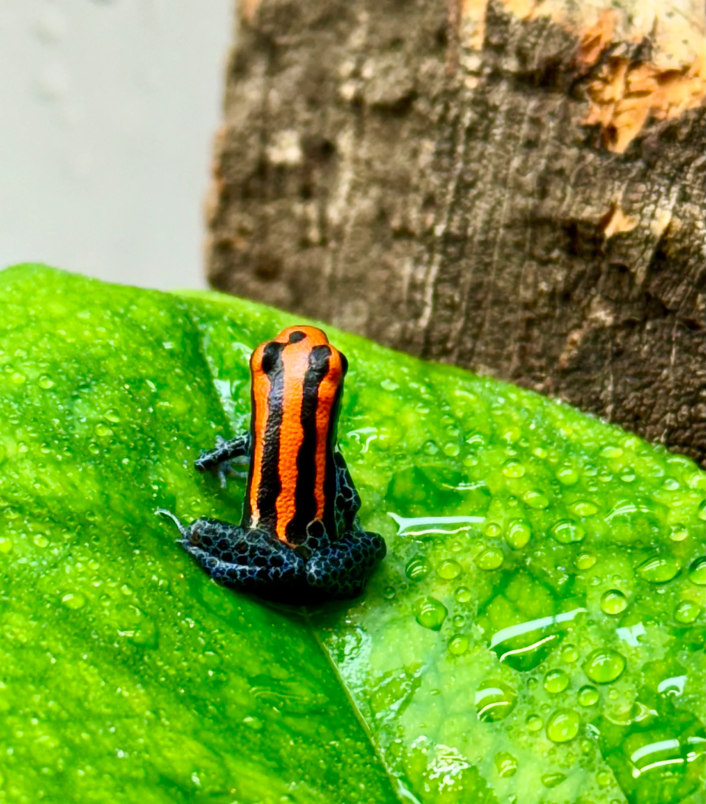 Reticulated Dart Frogs