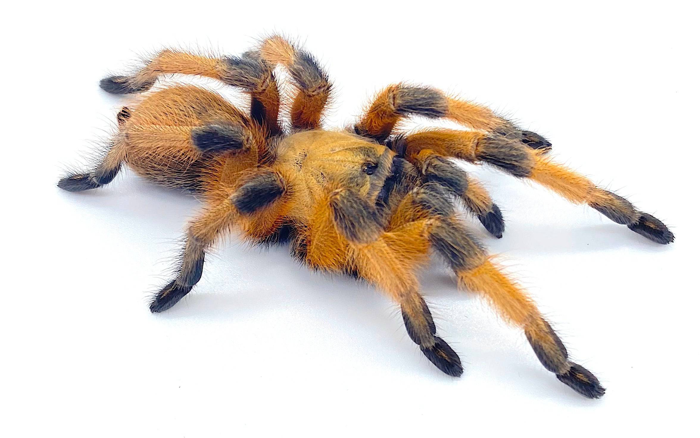 Rio Grand Gold Tarantula Adult 3-4" (Aphonopelma moderatum)