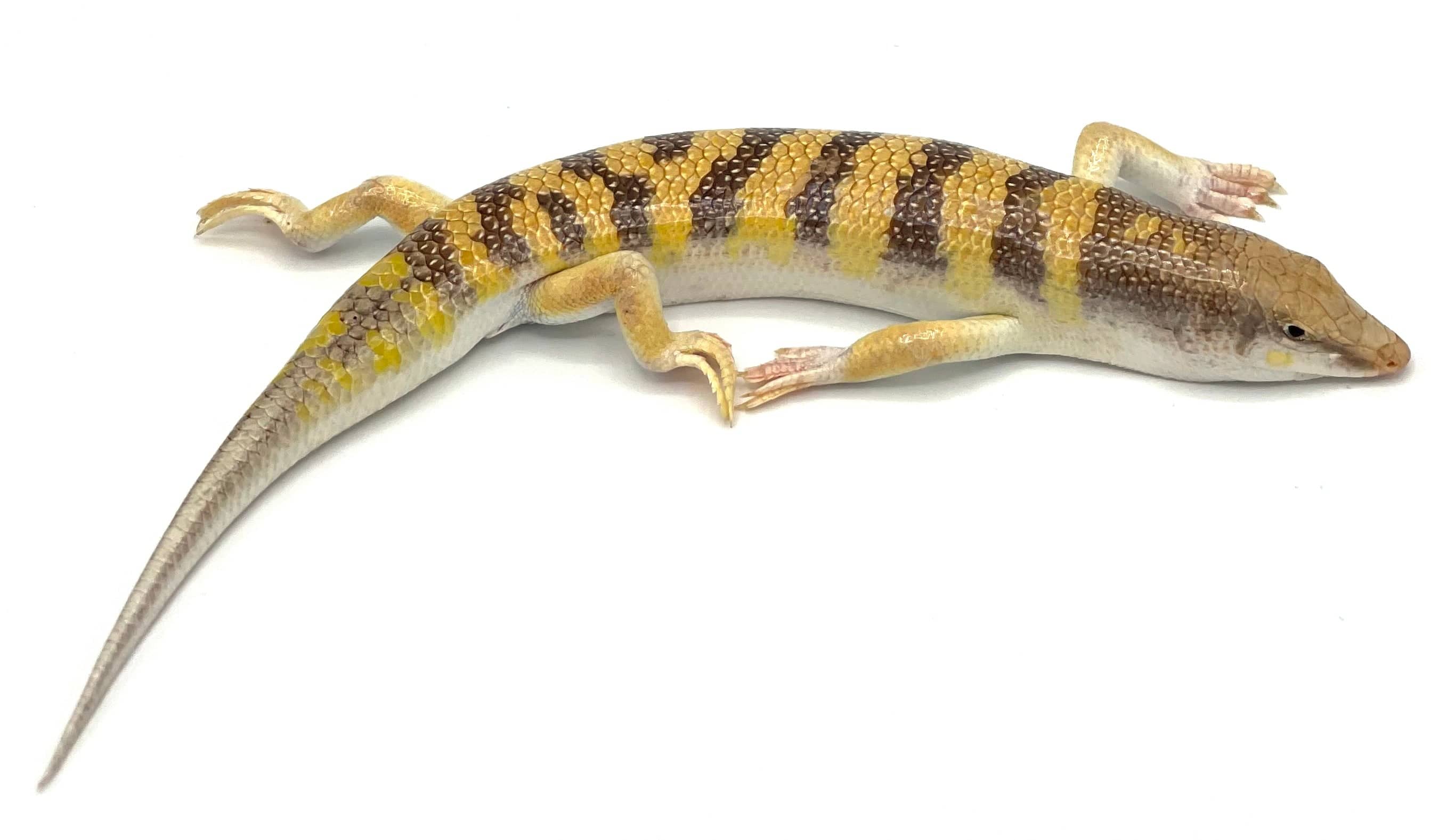 Sandfish (Scincus scincus)