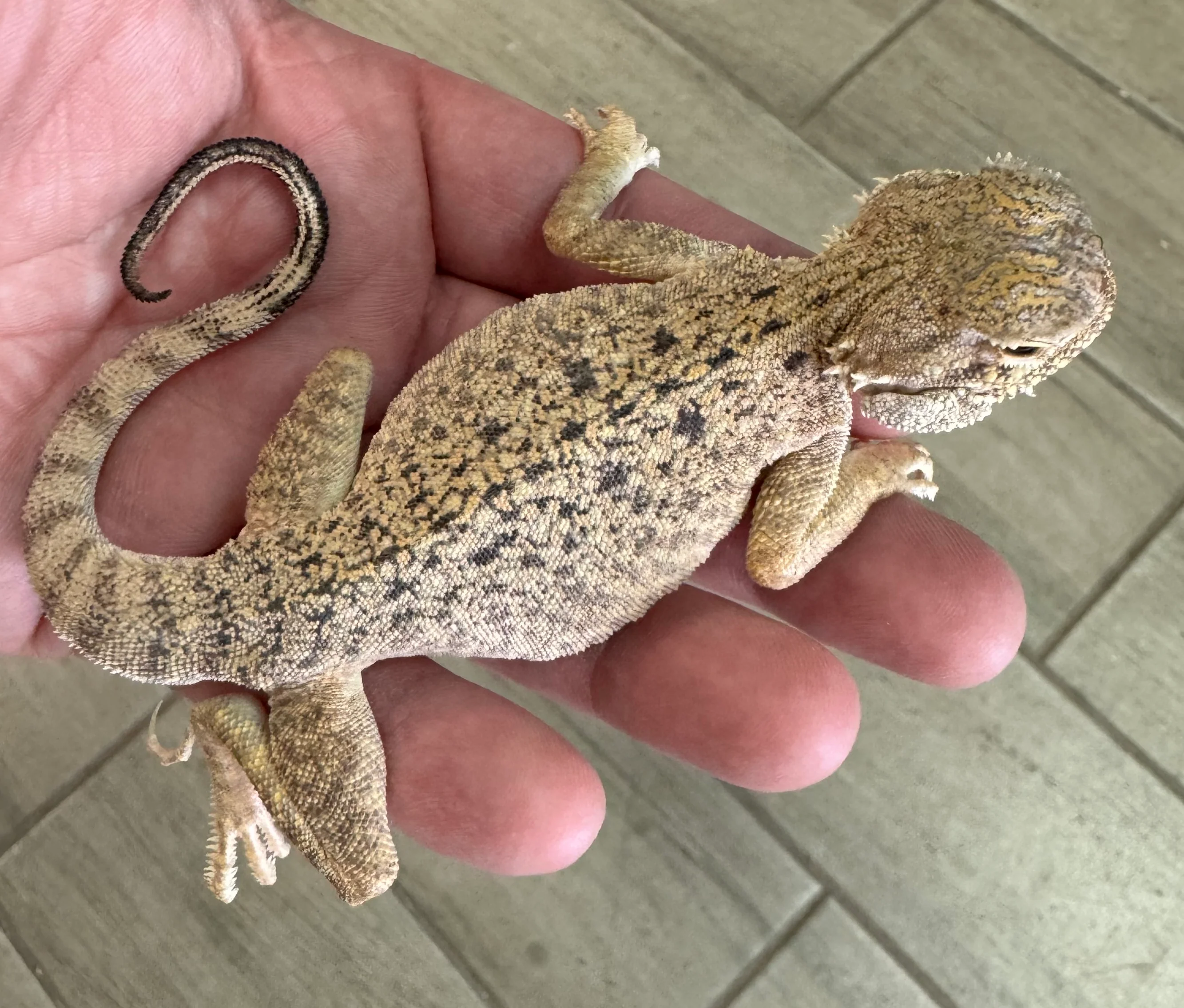 Secret Toad Head Agama