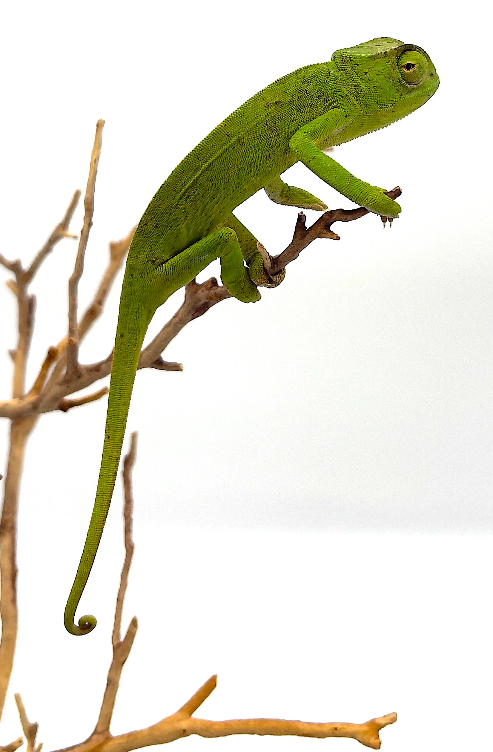 Senegal Chameleon
