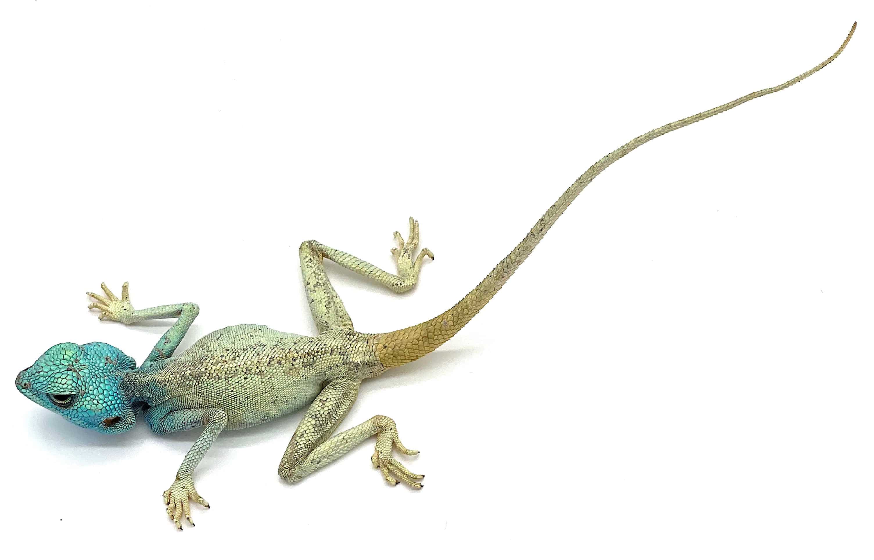 Sinai Agama