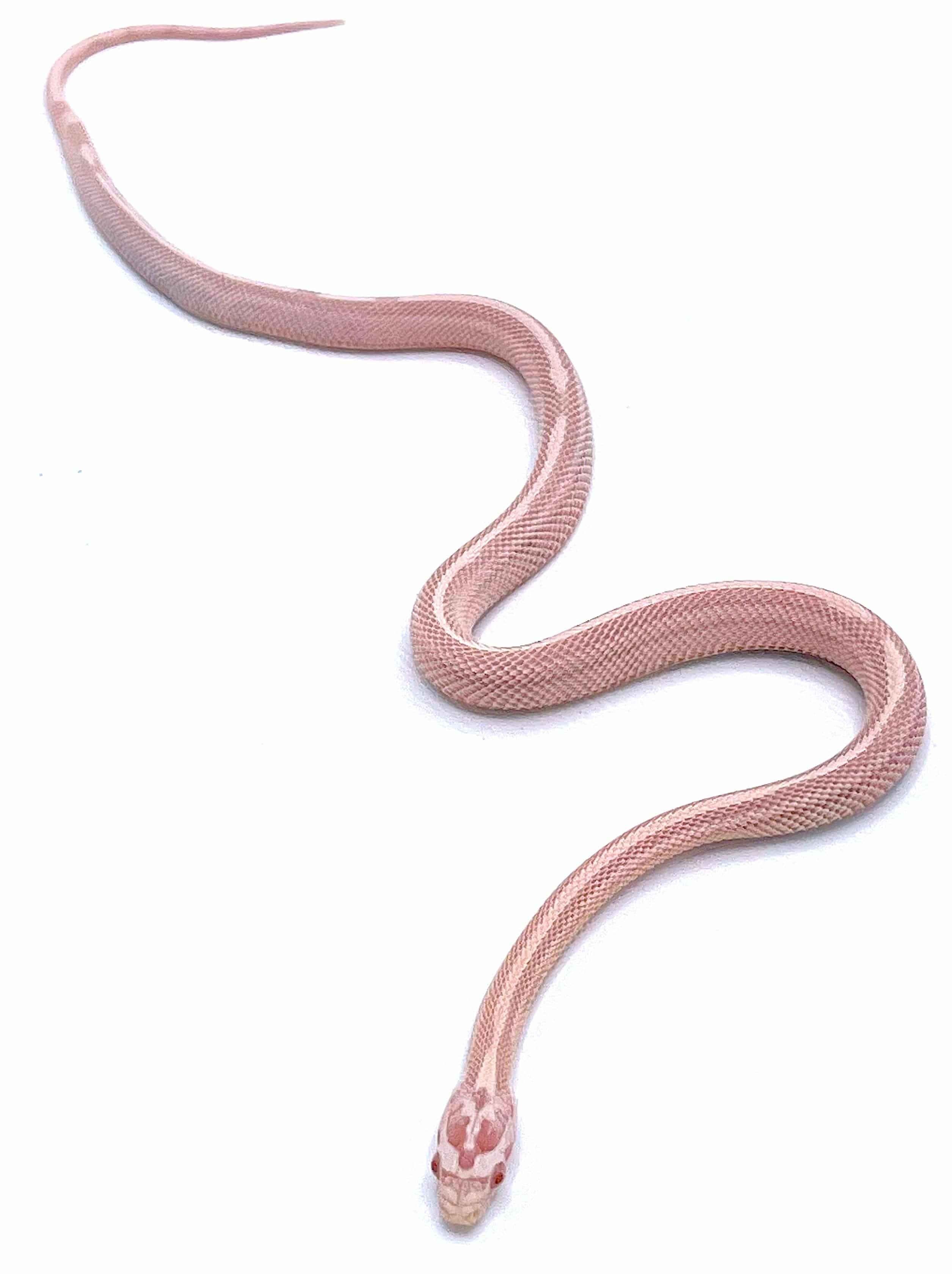 Snow Striped Corn Snake
