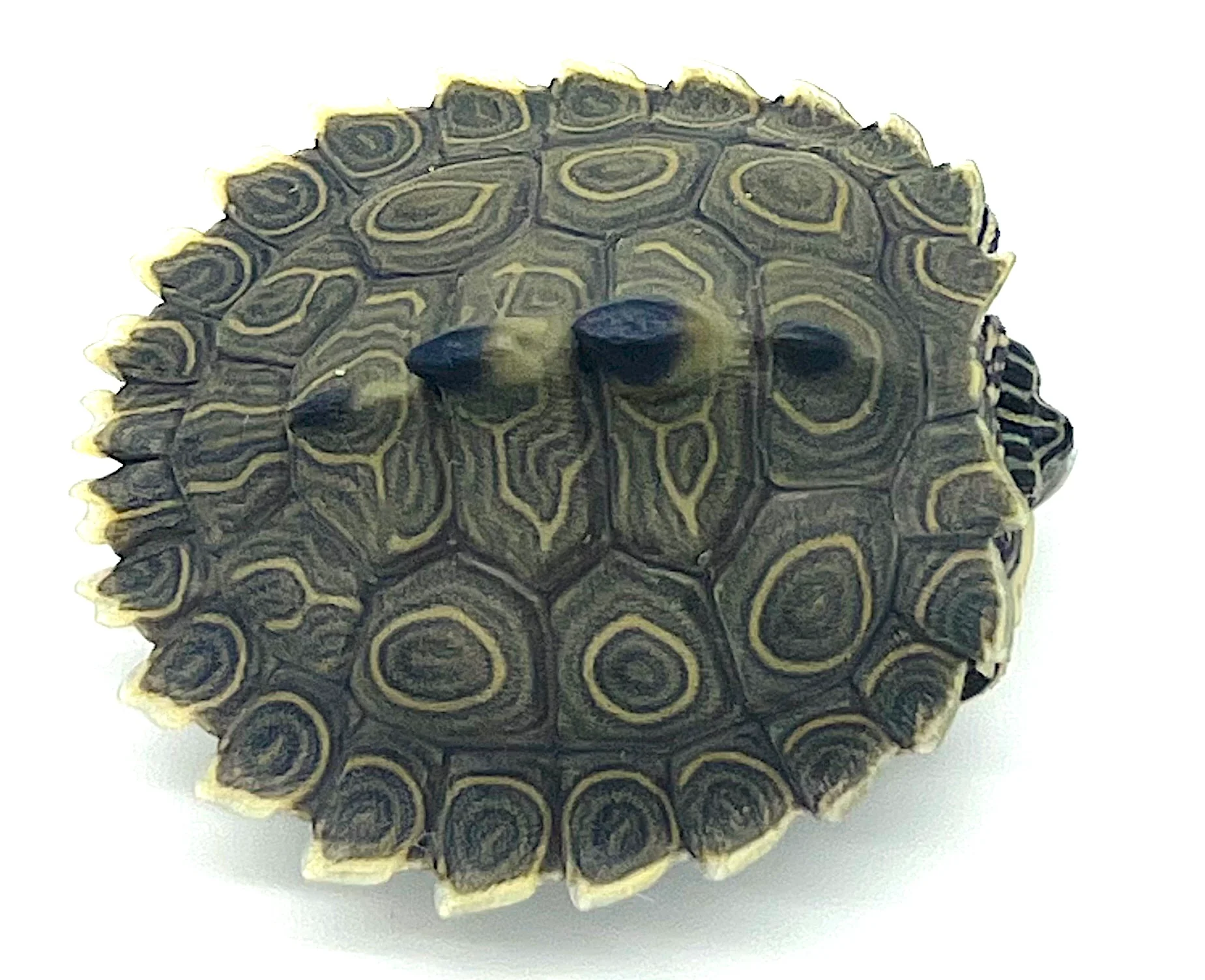 Southern Black-knobbed Map Turtle (Graptemys nigrinoda delticola)