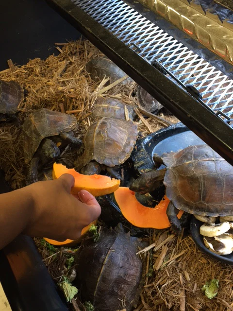 Spiny Hill Turtle - Image 3