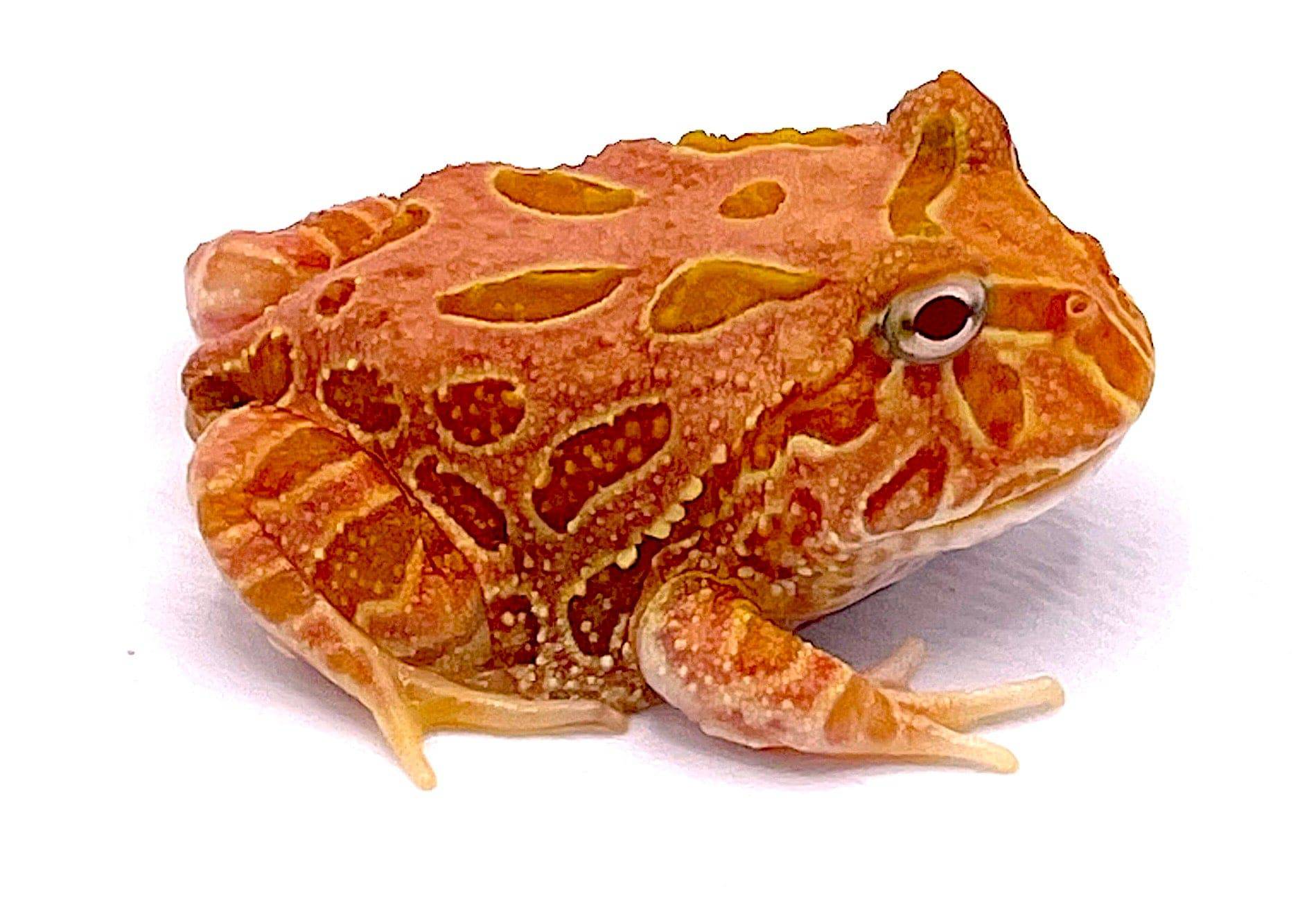 Strawberry PacMan Frog