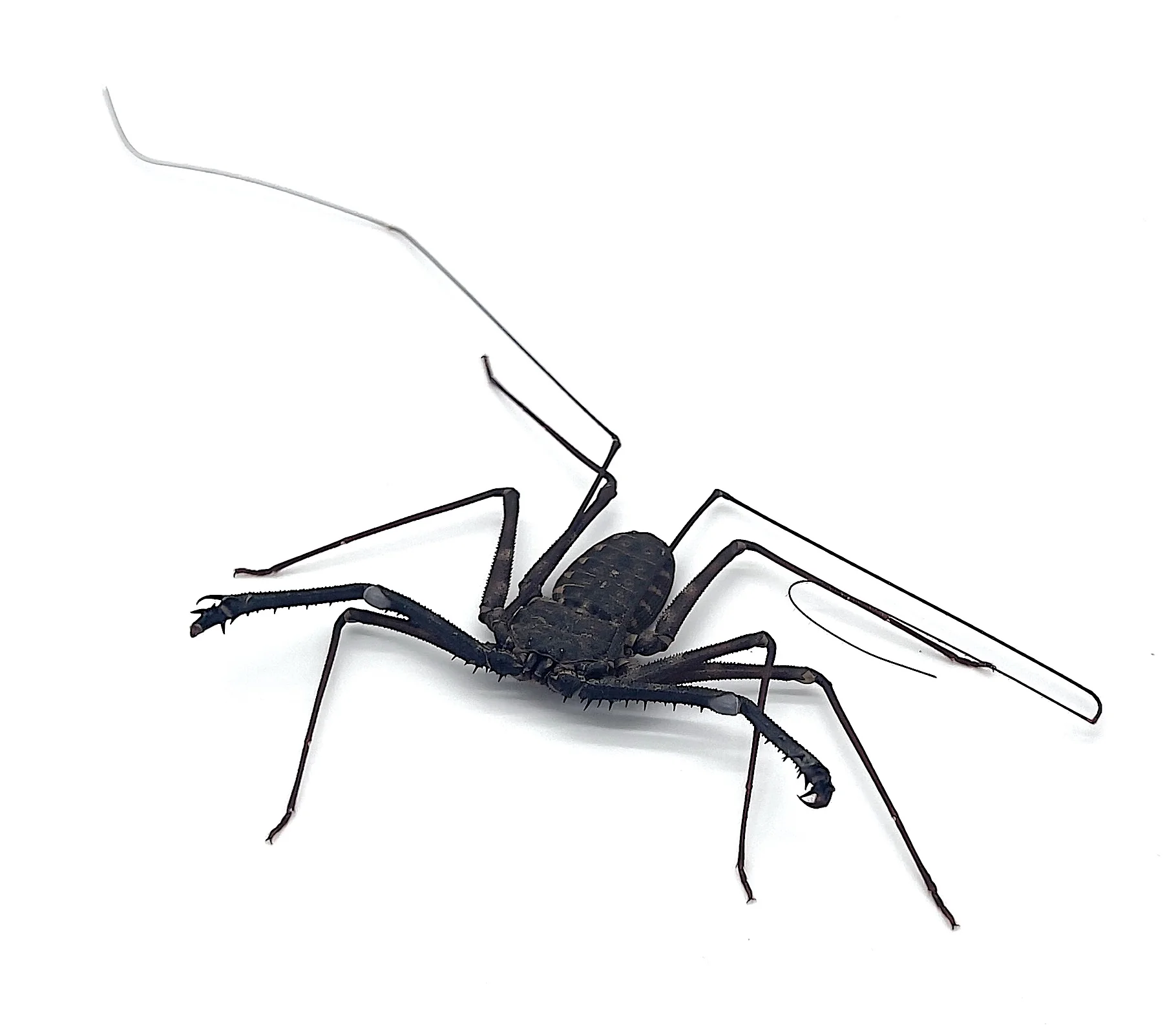 Tailless Whip Scorpion