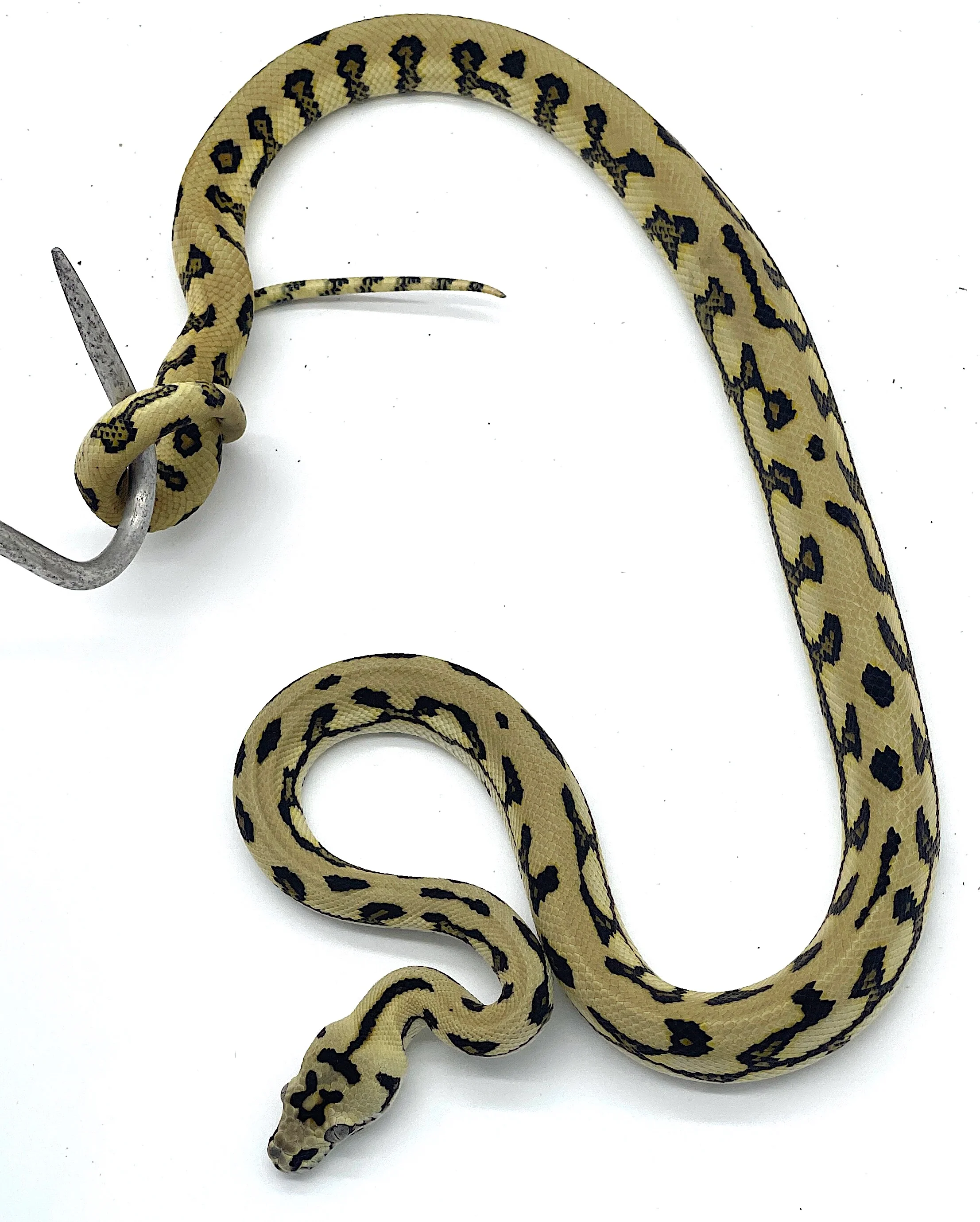 Tiger Jaguar Carpet Python