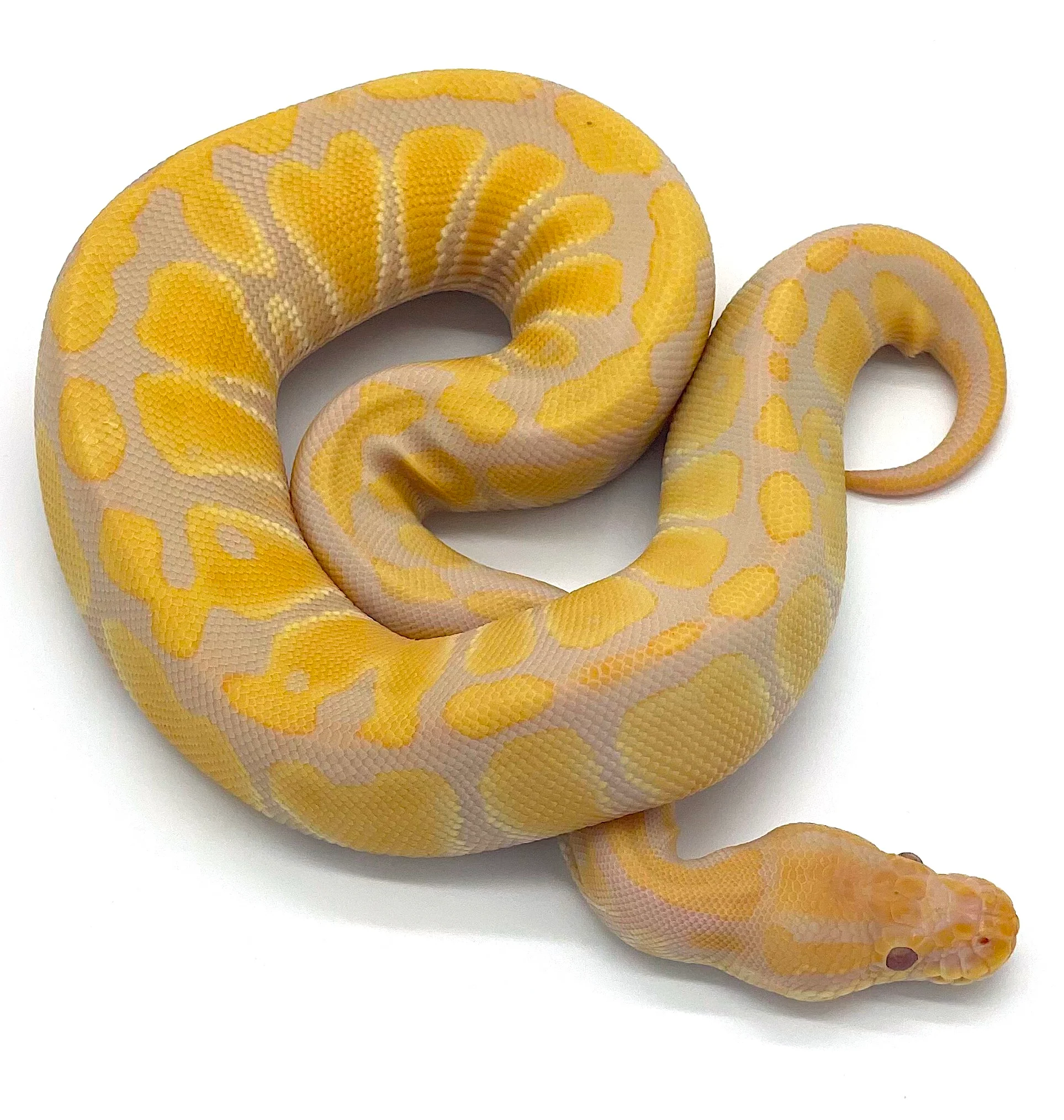Toffino Ball Python