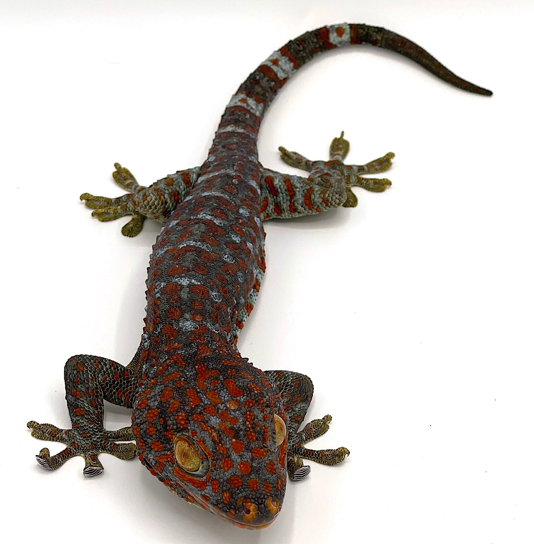 Tokay Gecko