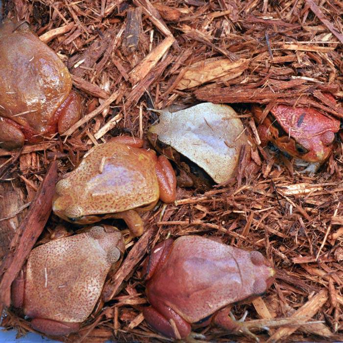 Tomato Frogs - Image 3