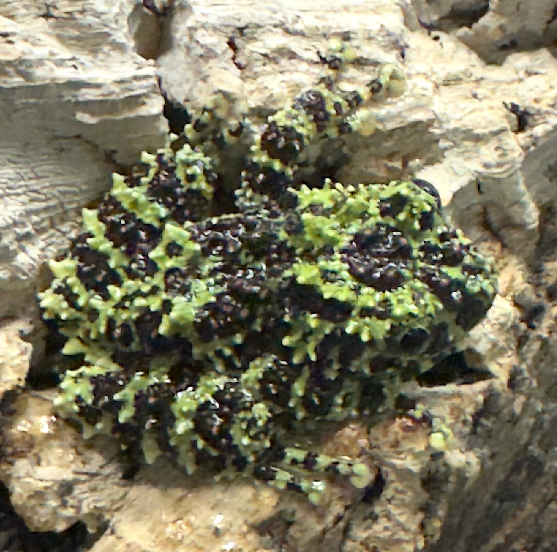 Vietnamese Mossy Frog Juveniles