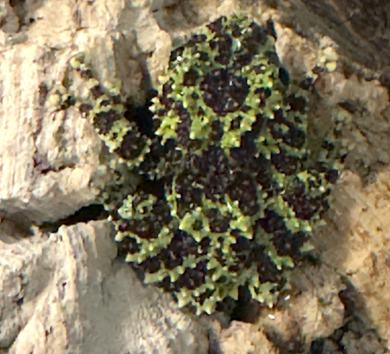 Vietnamese Mossy Frog Juveniles - Image 2