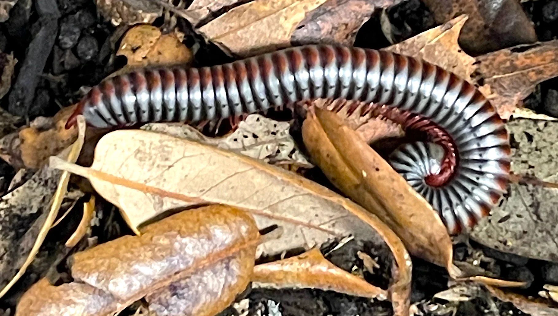Vietnamese Rainbow Millipedes - Image 2