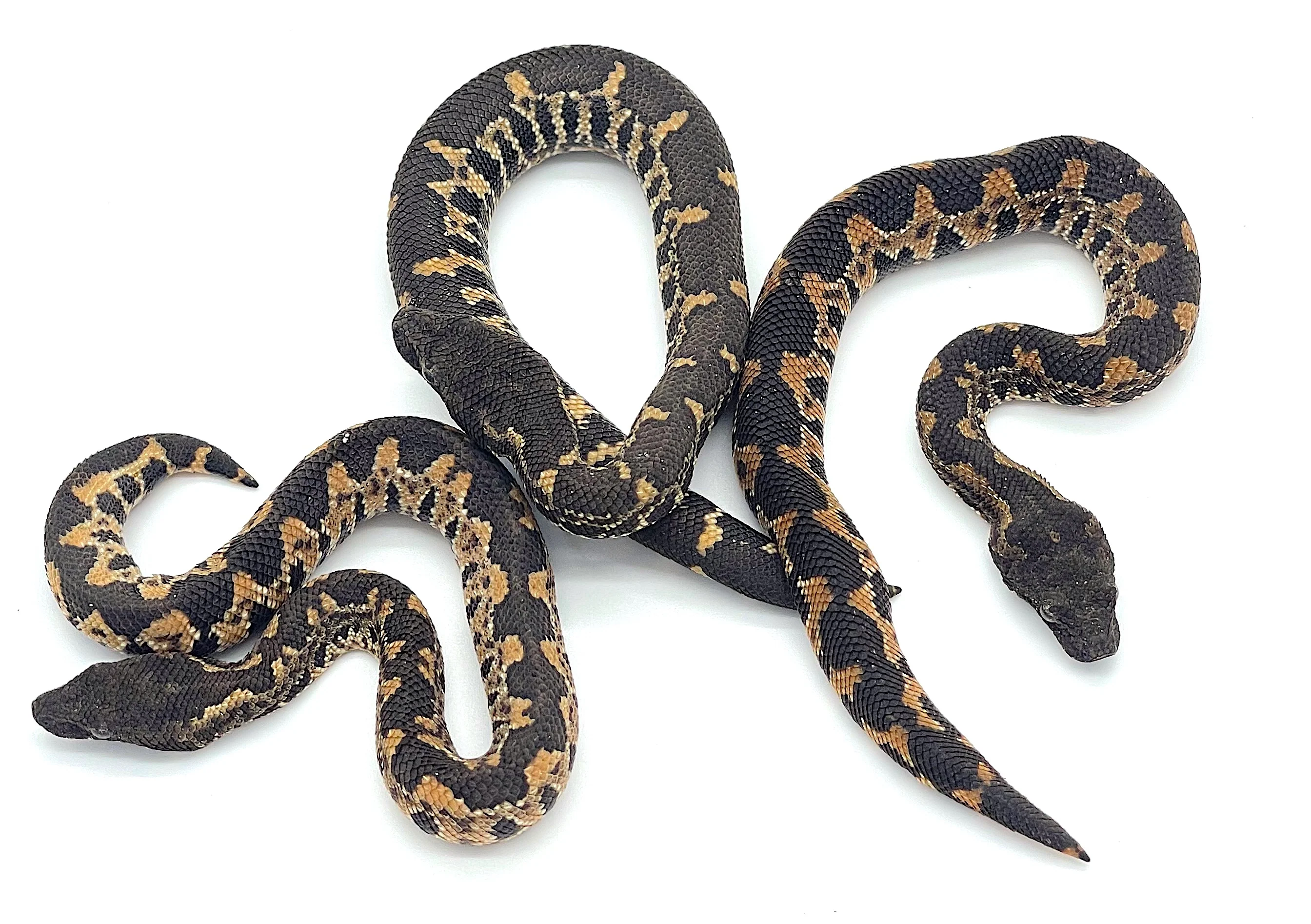Viper Boa
