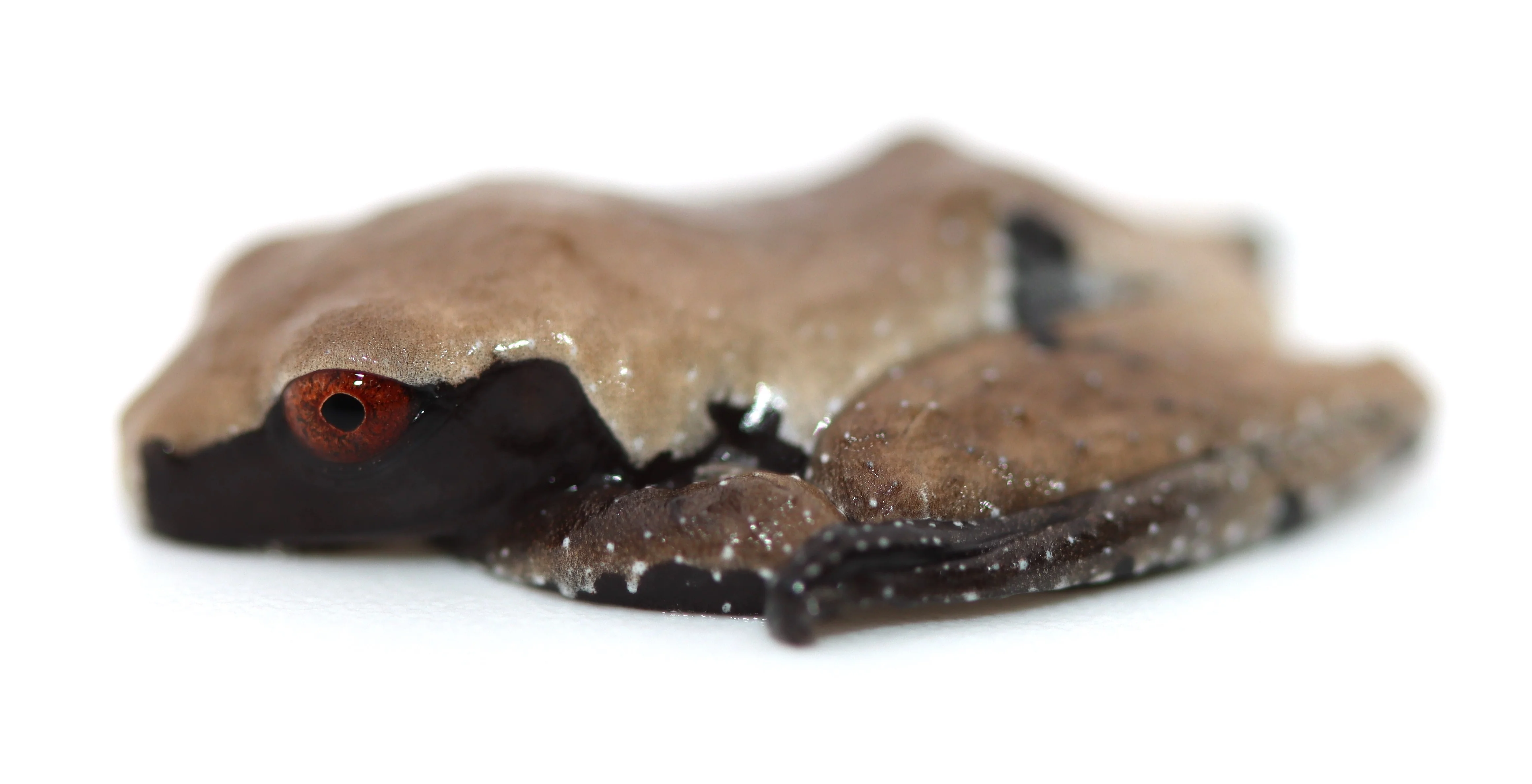 white-backed bug-eyed frog (Theloderma licin)