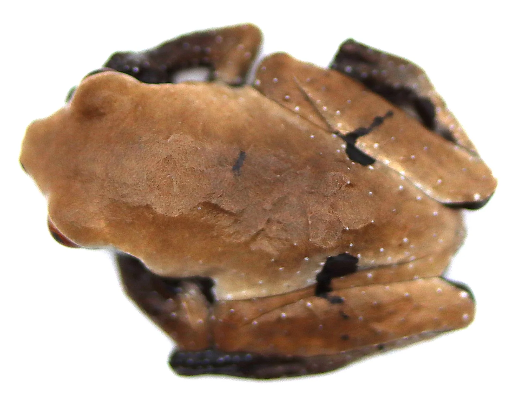 white-backed bug-eyed frog (Theloderma licin) - Image 2