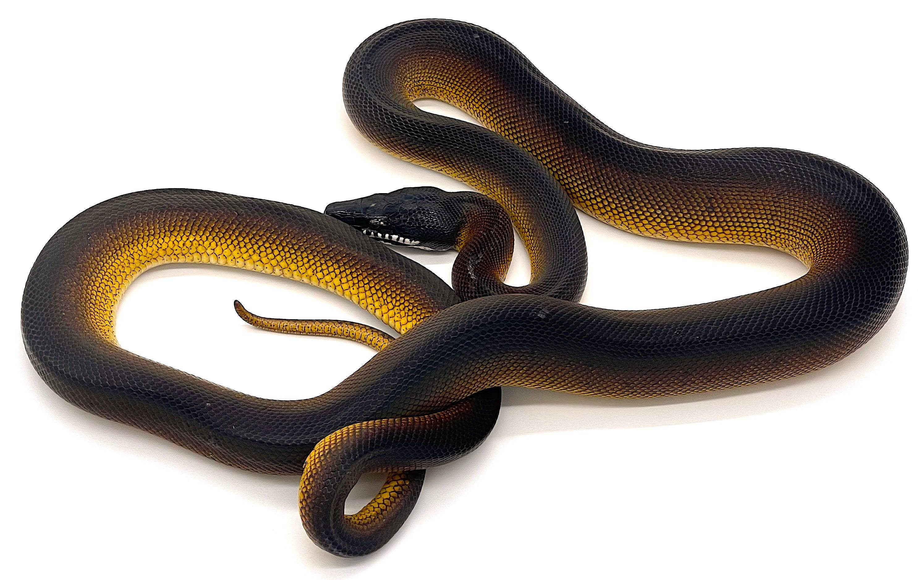 White Lip Python