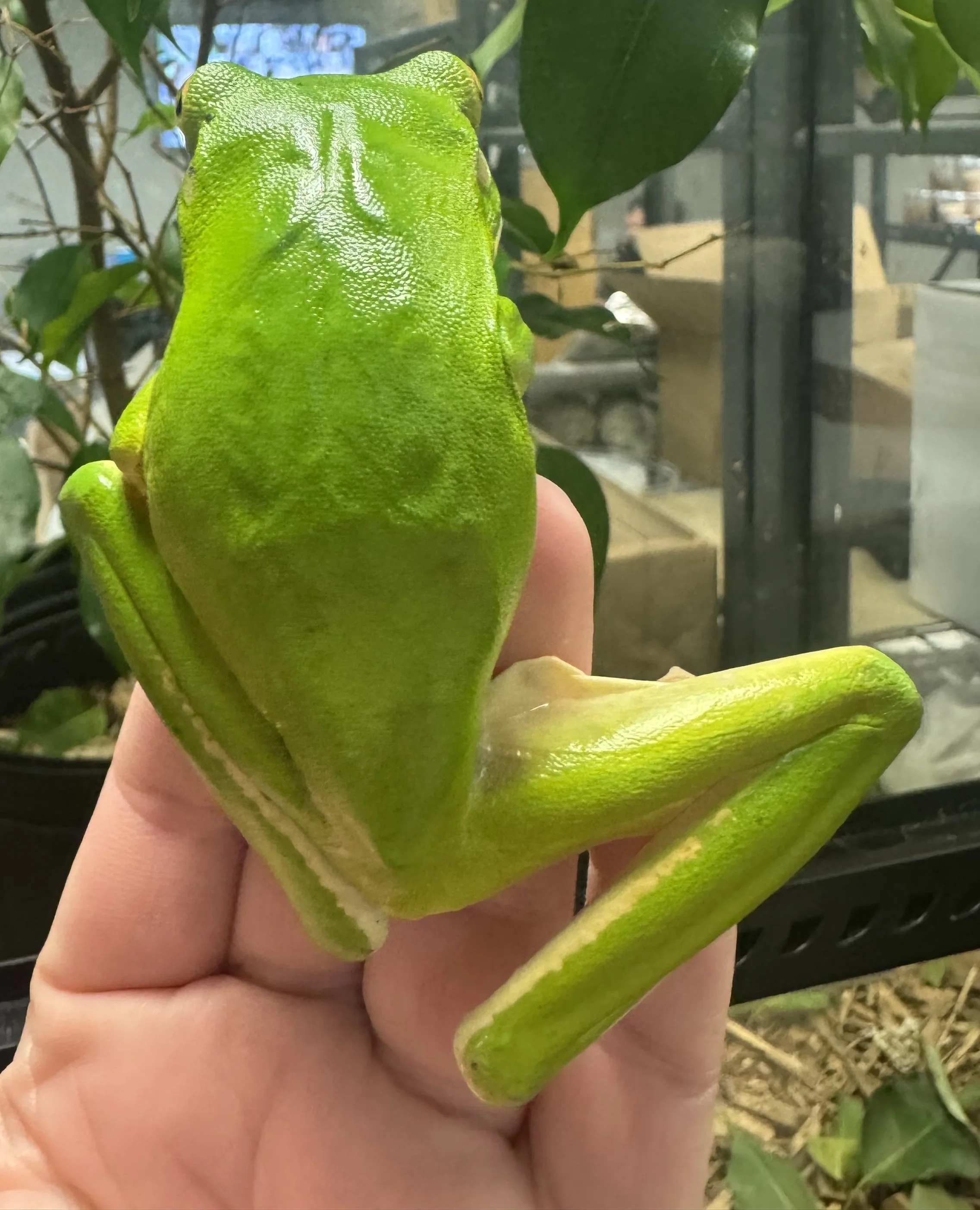 White lip Tree Frog - Image 2